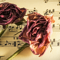 猪圈里大猪小猪的叫声