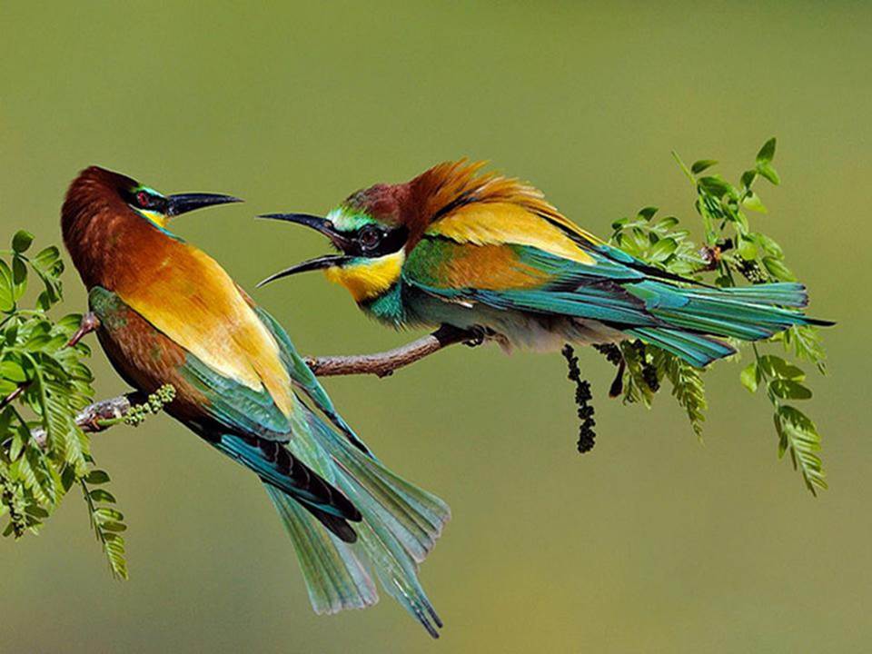 语文教学课件ppt模板