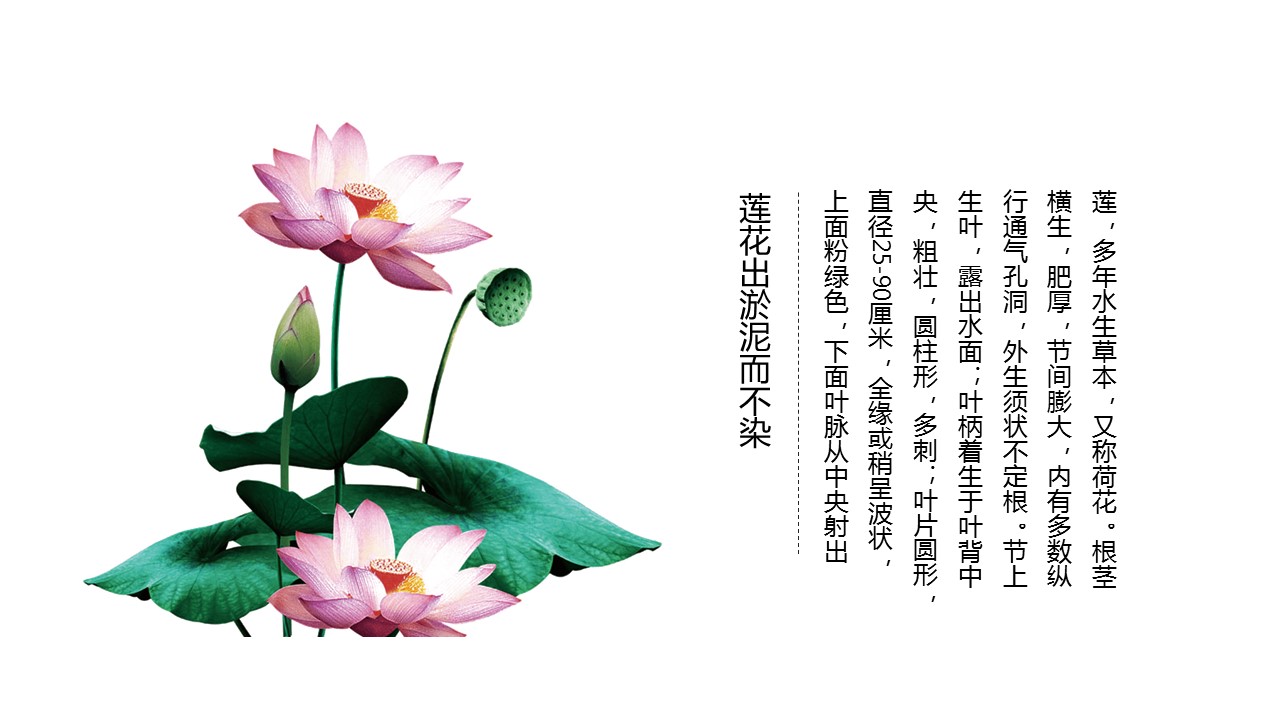 淡雅莲花廉洁唯美中国风PPT模板