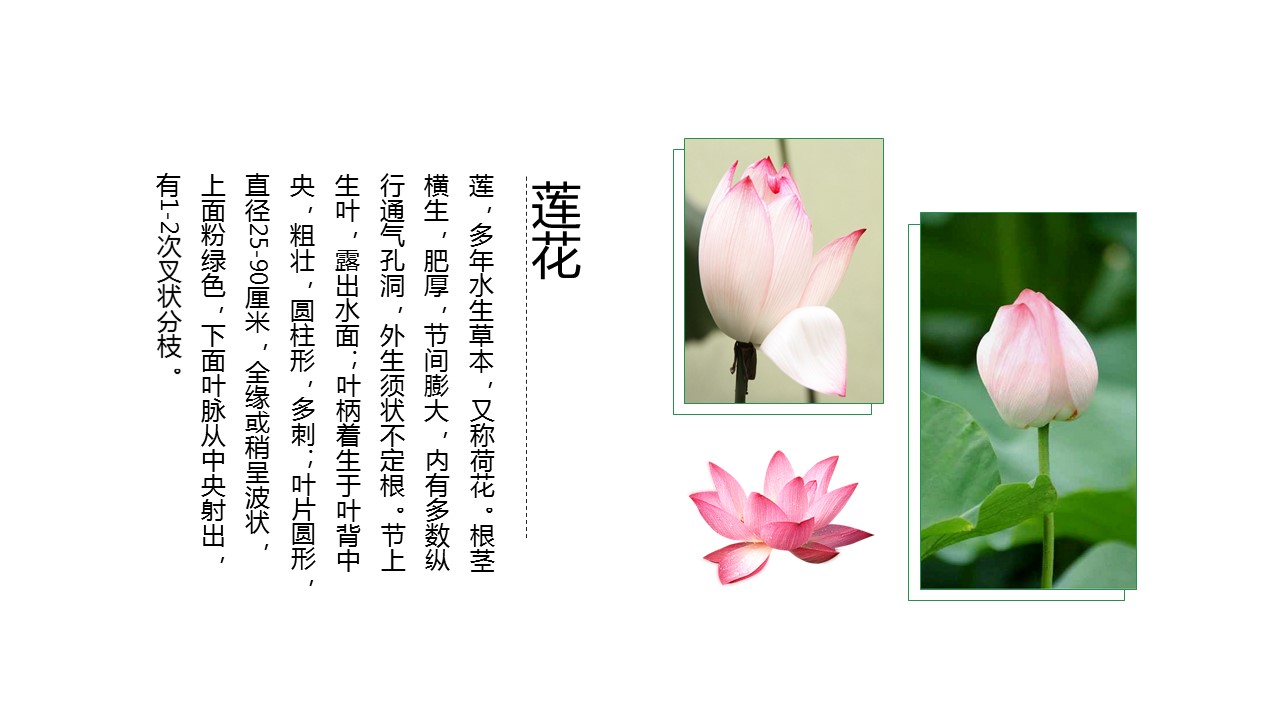 淡雅莲花廉洁唯美中国风PPT模板