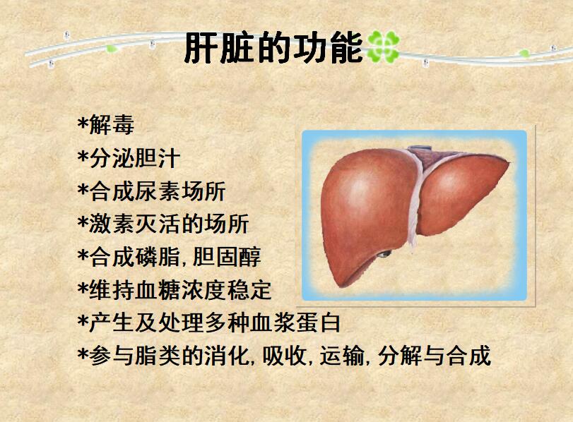 简约清新时尚胚胎干细胞学术研究答辩PPT模板