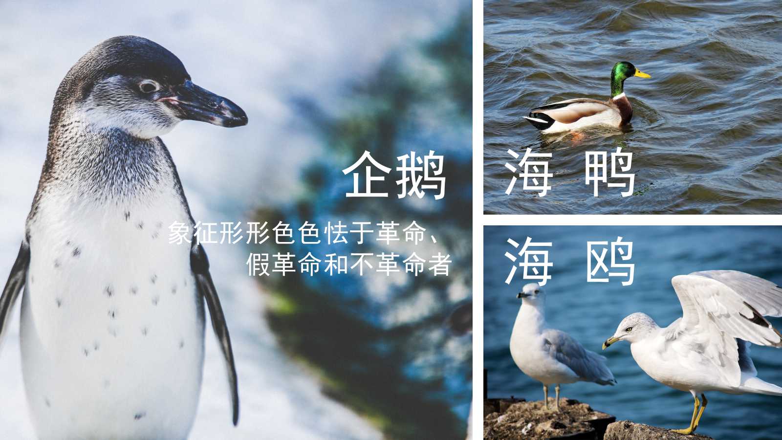 高尔基海燕ppt课件