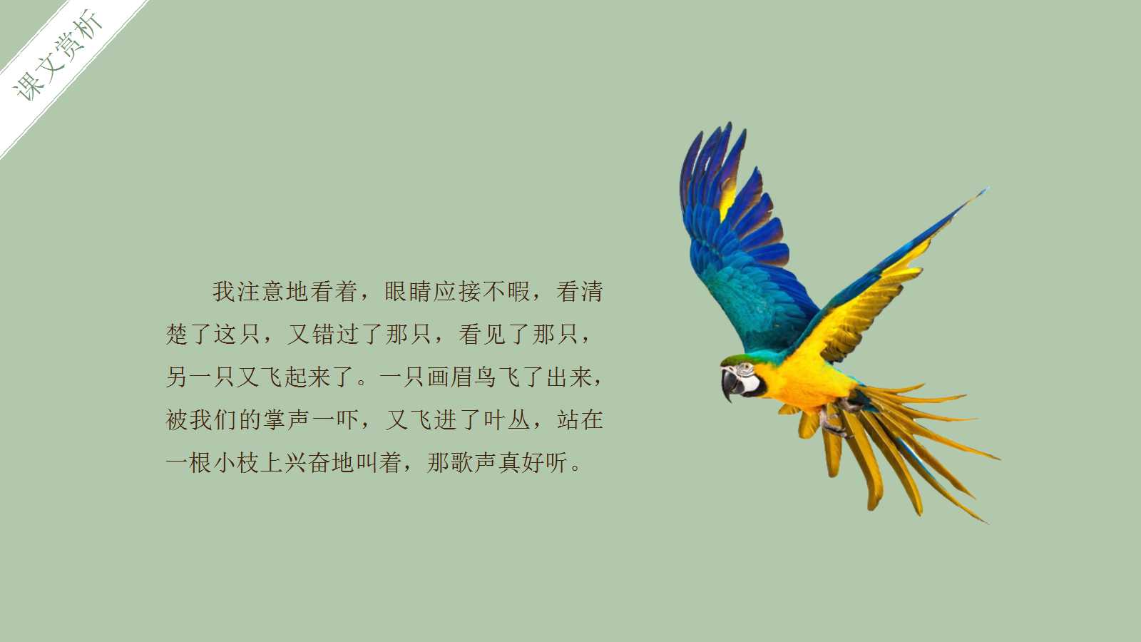 鸟的天堂ppt课件