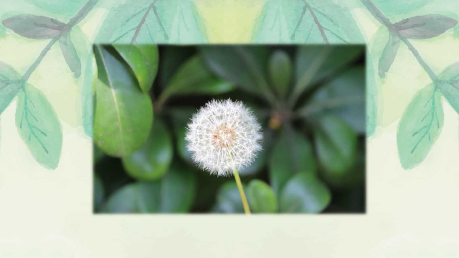 植物妈妈有办法ppt课件