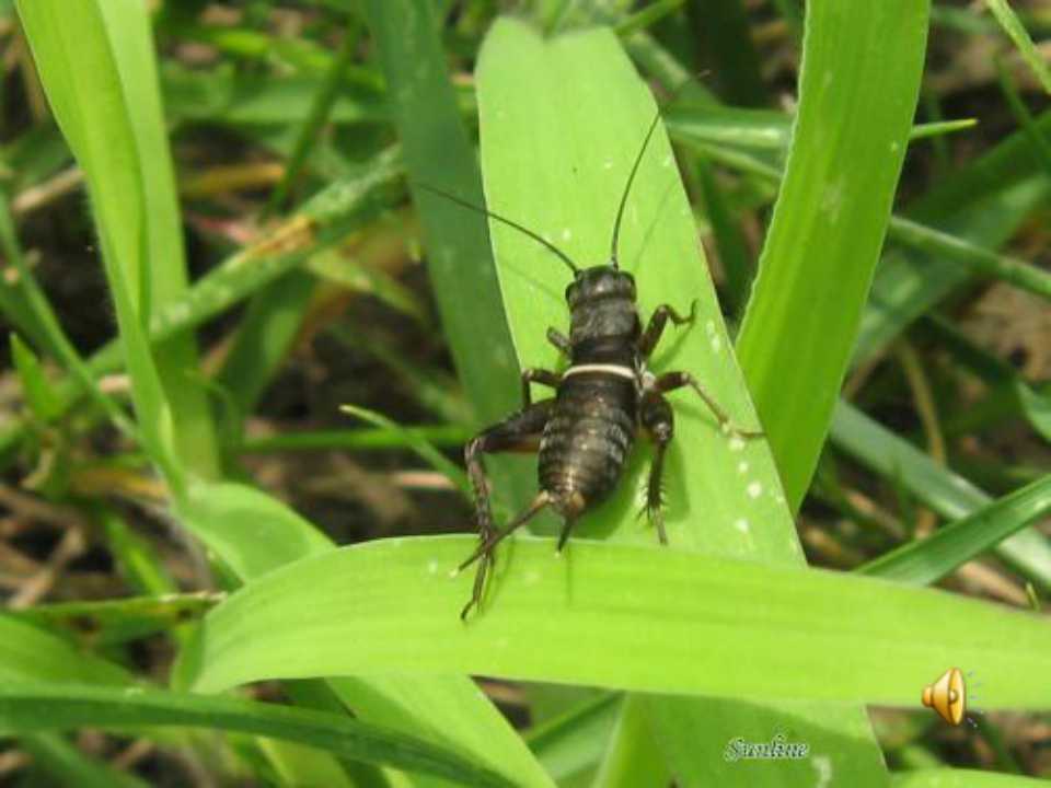 大自然的声音ppt课件