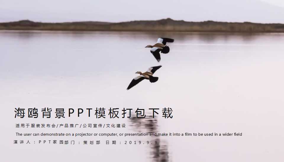 海鸥背景PPT模板打包下载