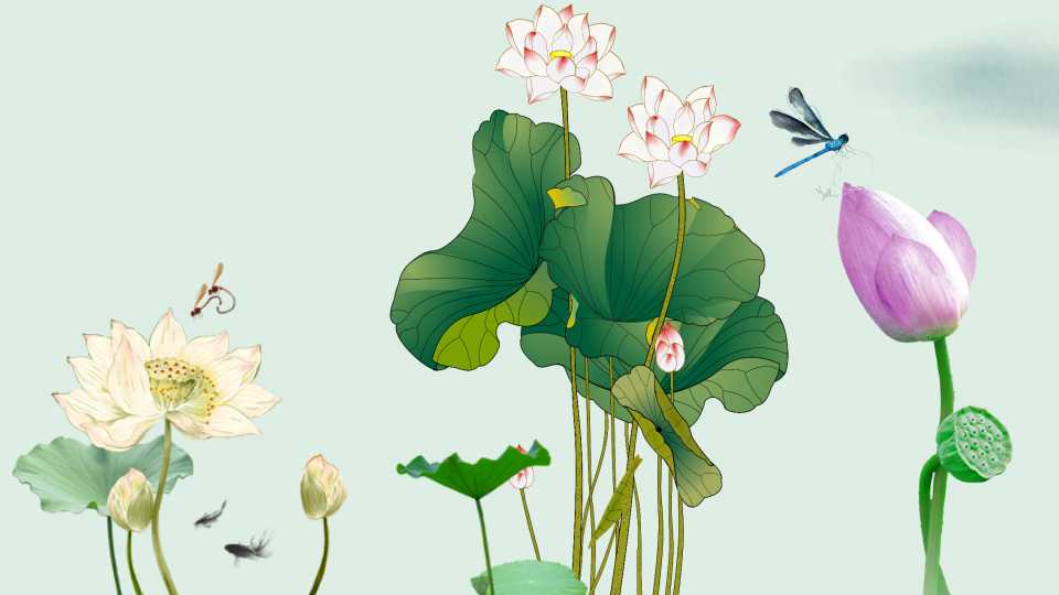 荷花PPT幻灯片模板