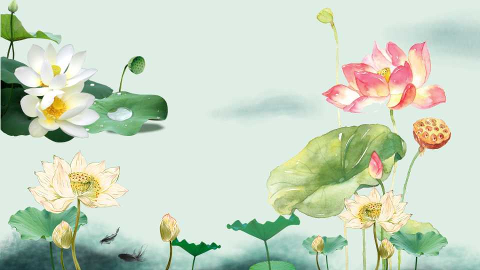 荷花PPT幻灯片模板