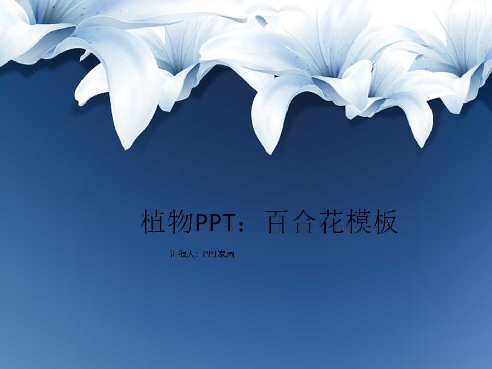 植物PPT：百合花模板