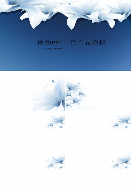 植物PPT：百合花模板