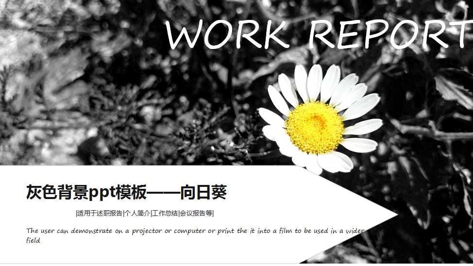 灰色背景ppt模板——向日葵