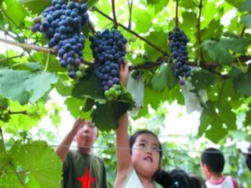 红苹果PPT模板素材下载