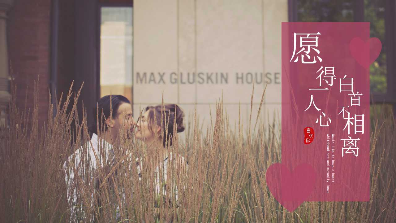 白色玫瑰图片PPT模板下载