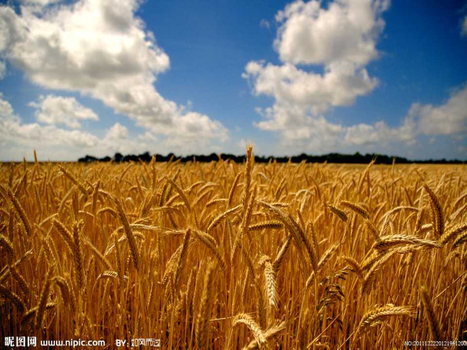 红苹果PPT模板素材下载