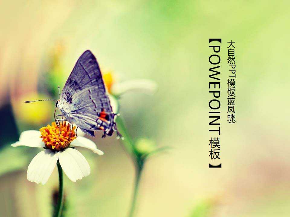大自然PPT模板(蓝凤蝶)