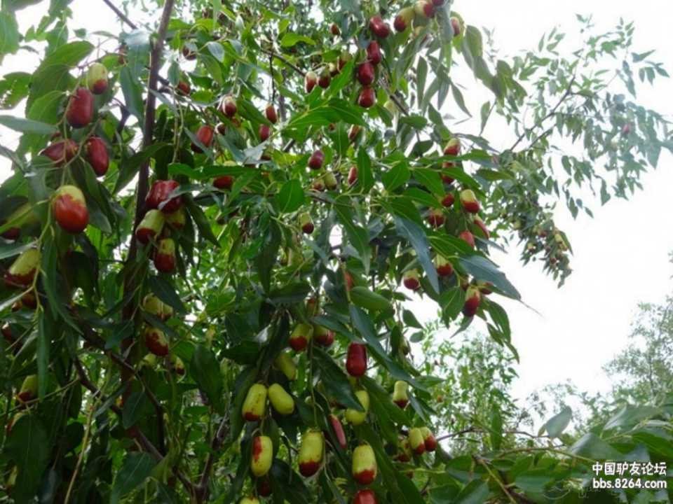 红苹果PPT模板素材下载