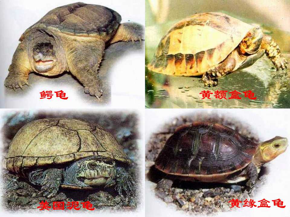 赤裸的乌龟PPT模板下载