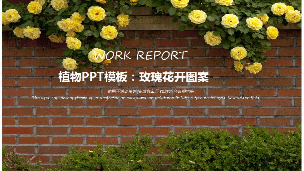 植物PPT模板：玫瑰花开图案