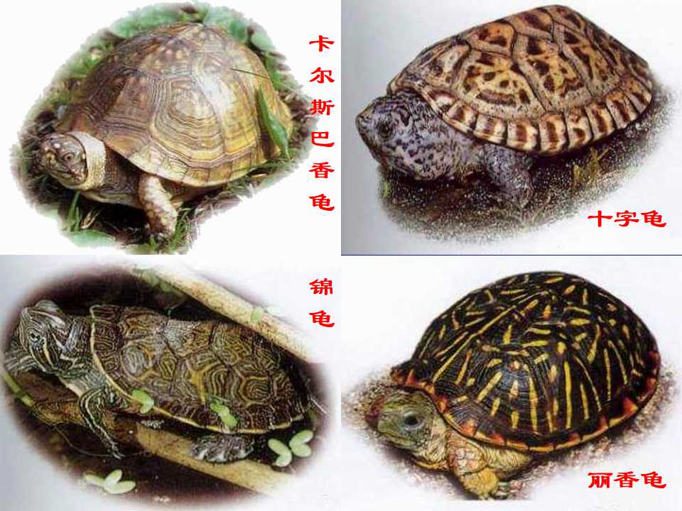 赤裸的乌龟PPT模板下载