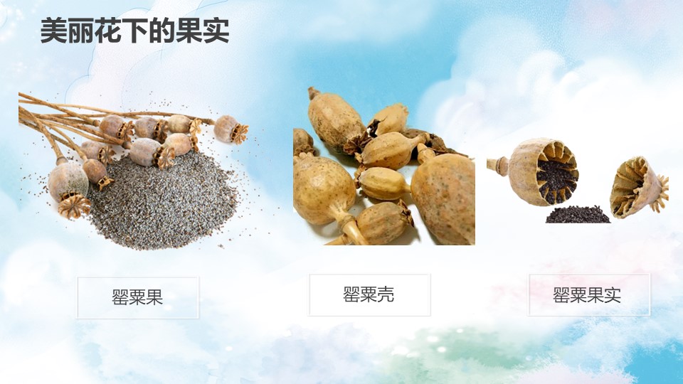 校园禁毒知识宣传ppt模板