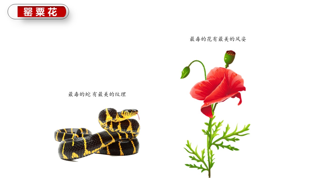 禁毒知识法治课ppt模板