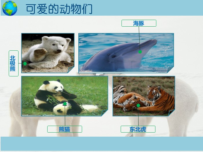 保护动物高中演讲ppt模板