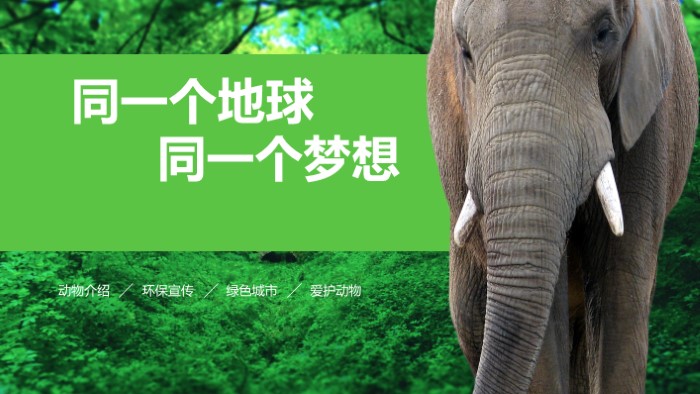 保护动物海报ppt模板