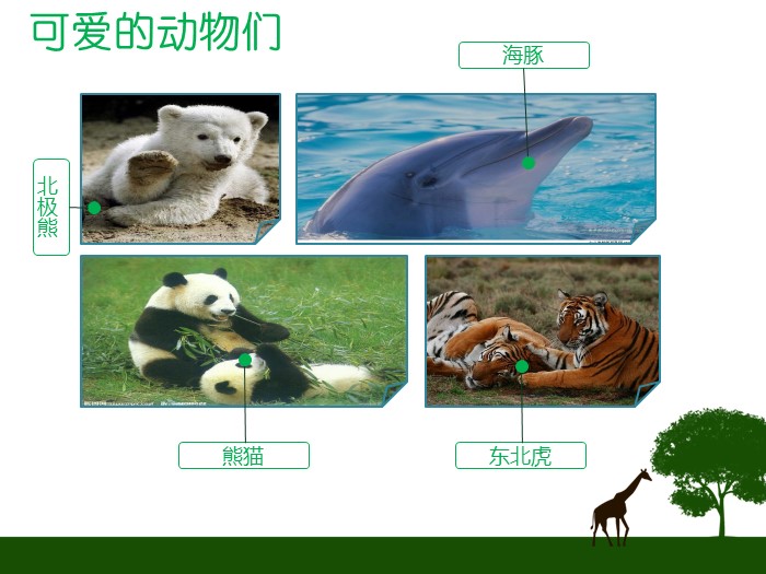 英语演讲保护动物ppt模板