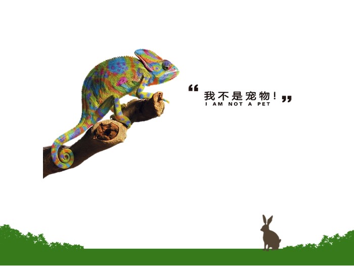 英语演讲保护动物ppt模板