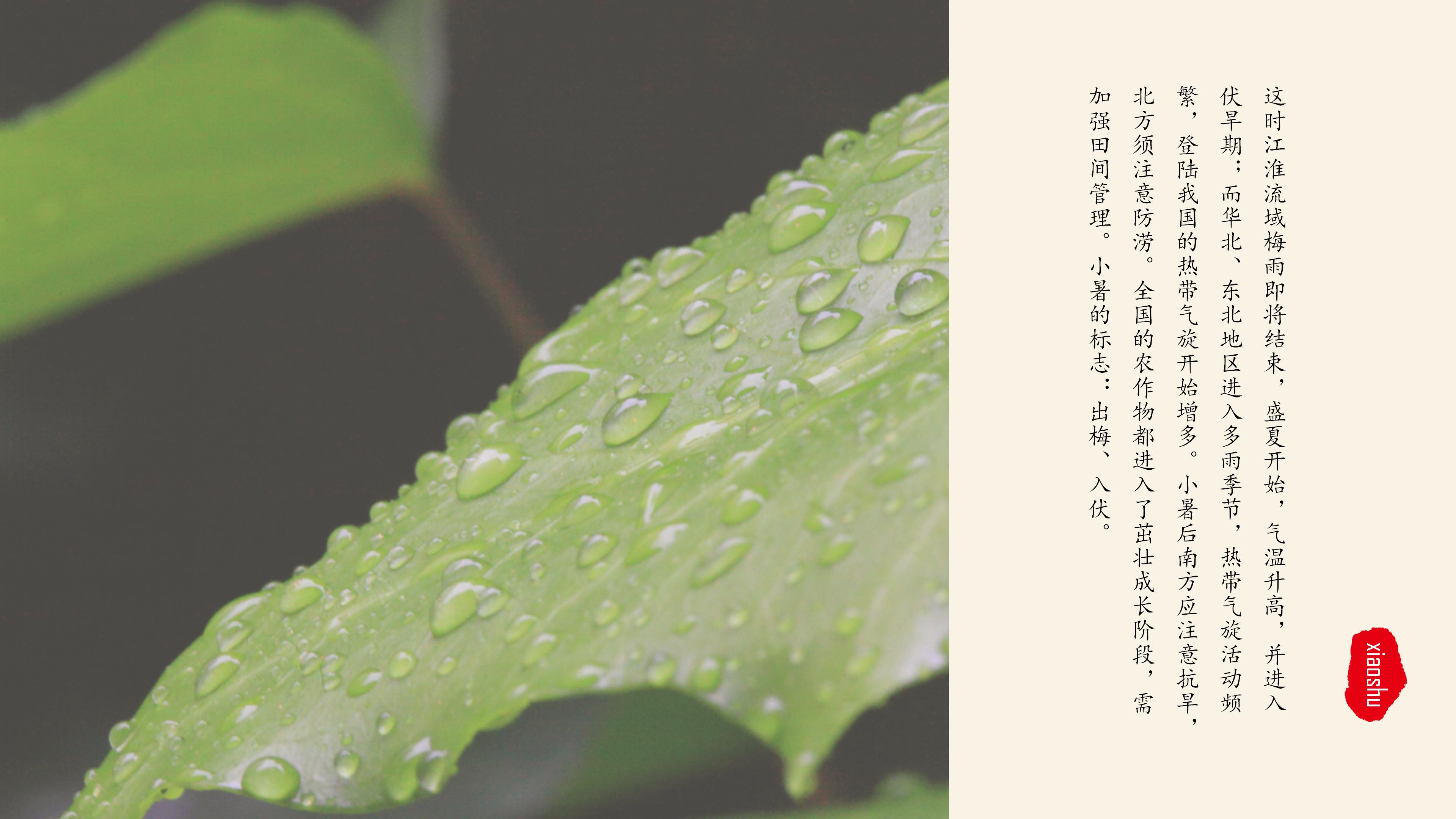 二十四节气之小暑生活常识介绍ppt模板