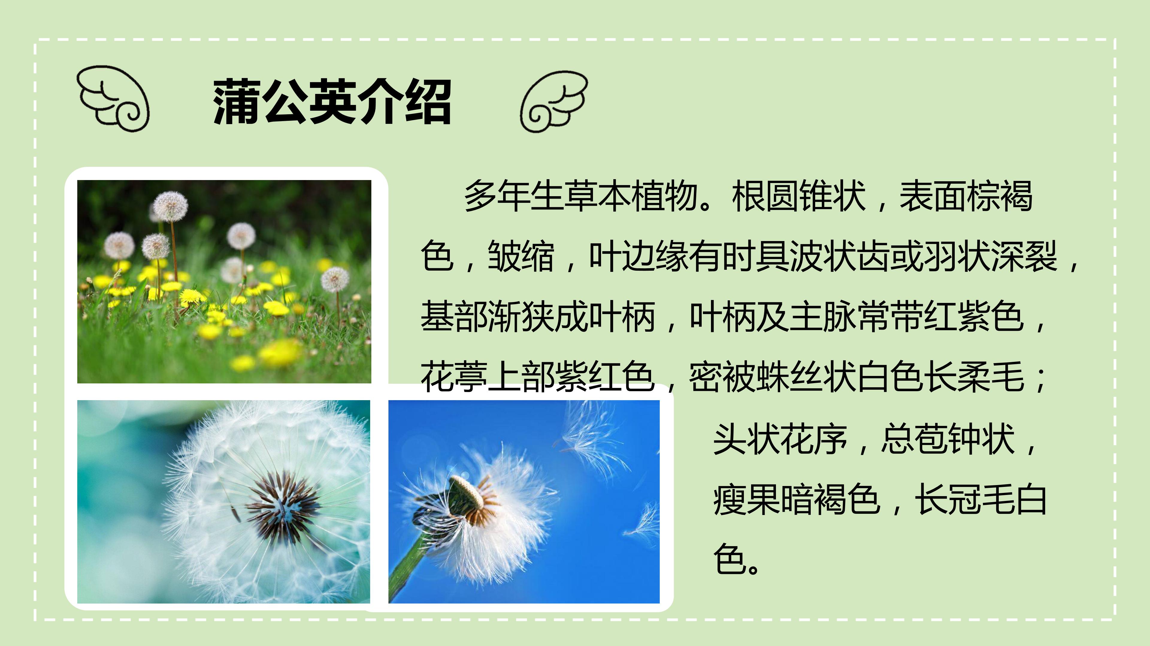 金色草地课件ppt模板