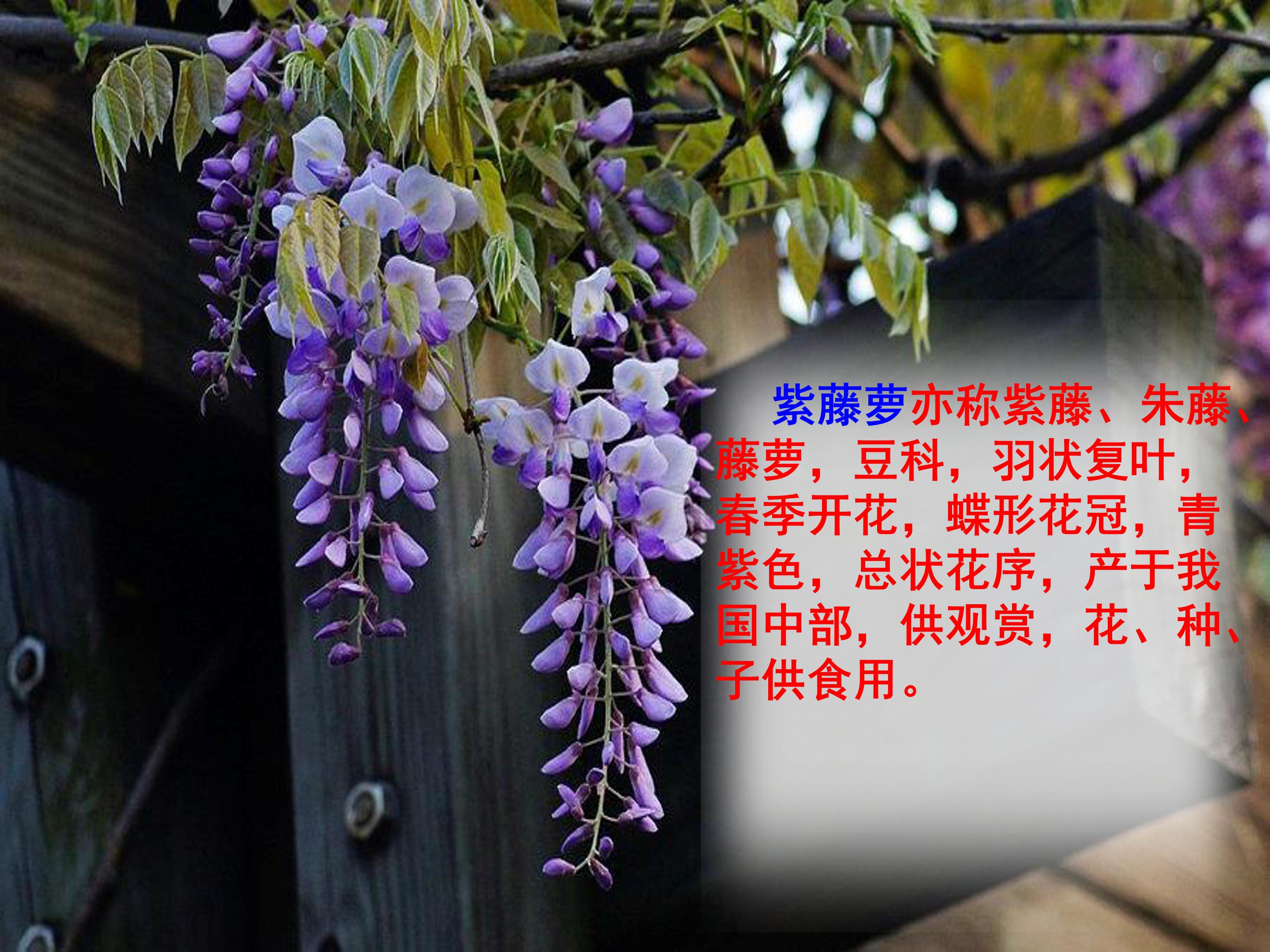 紫藤萝瀑布教案ppt模板