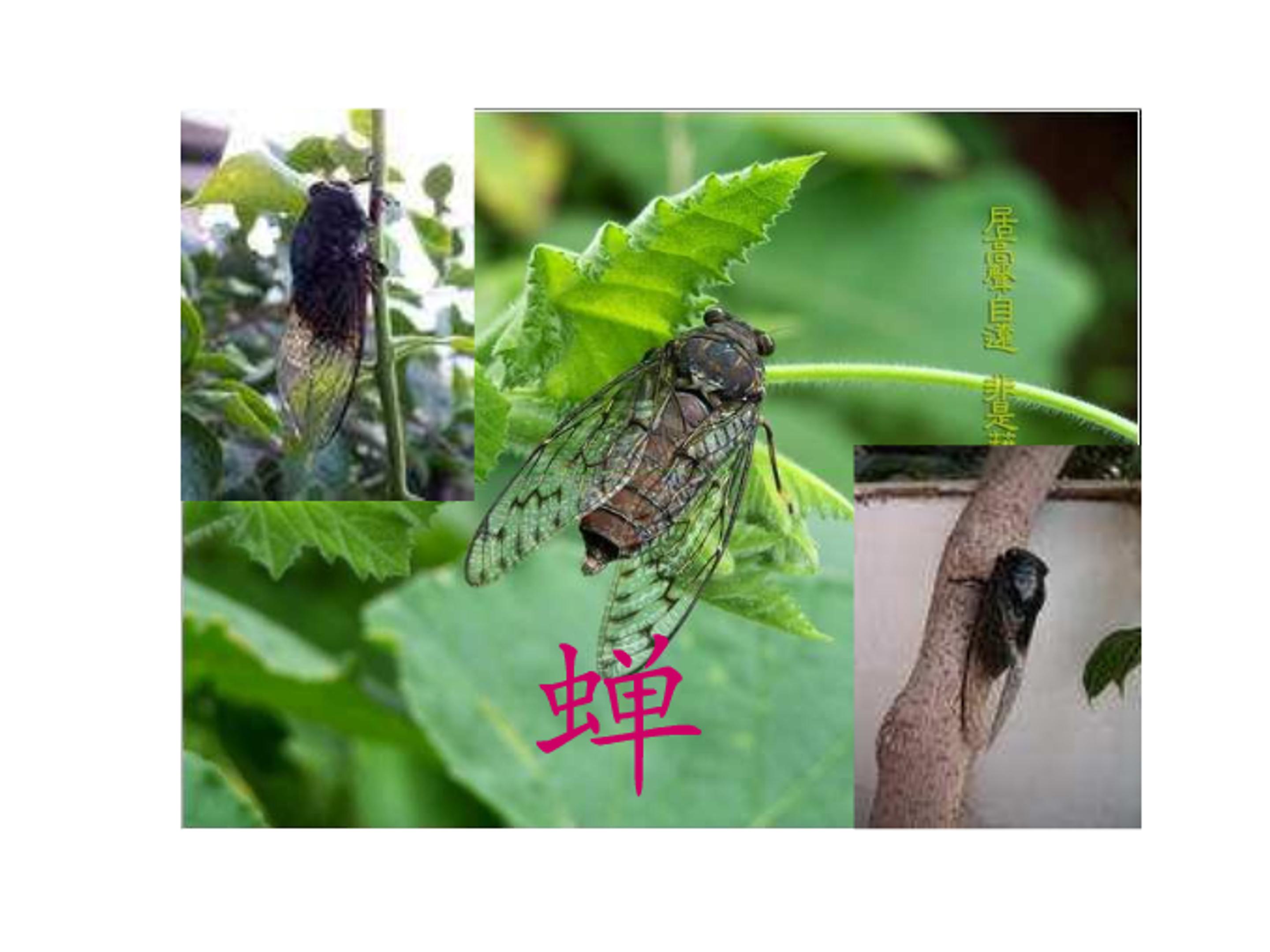 古诗所见ppt模板