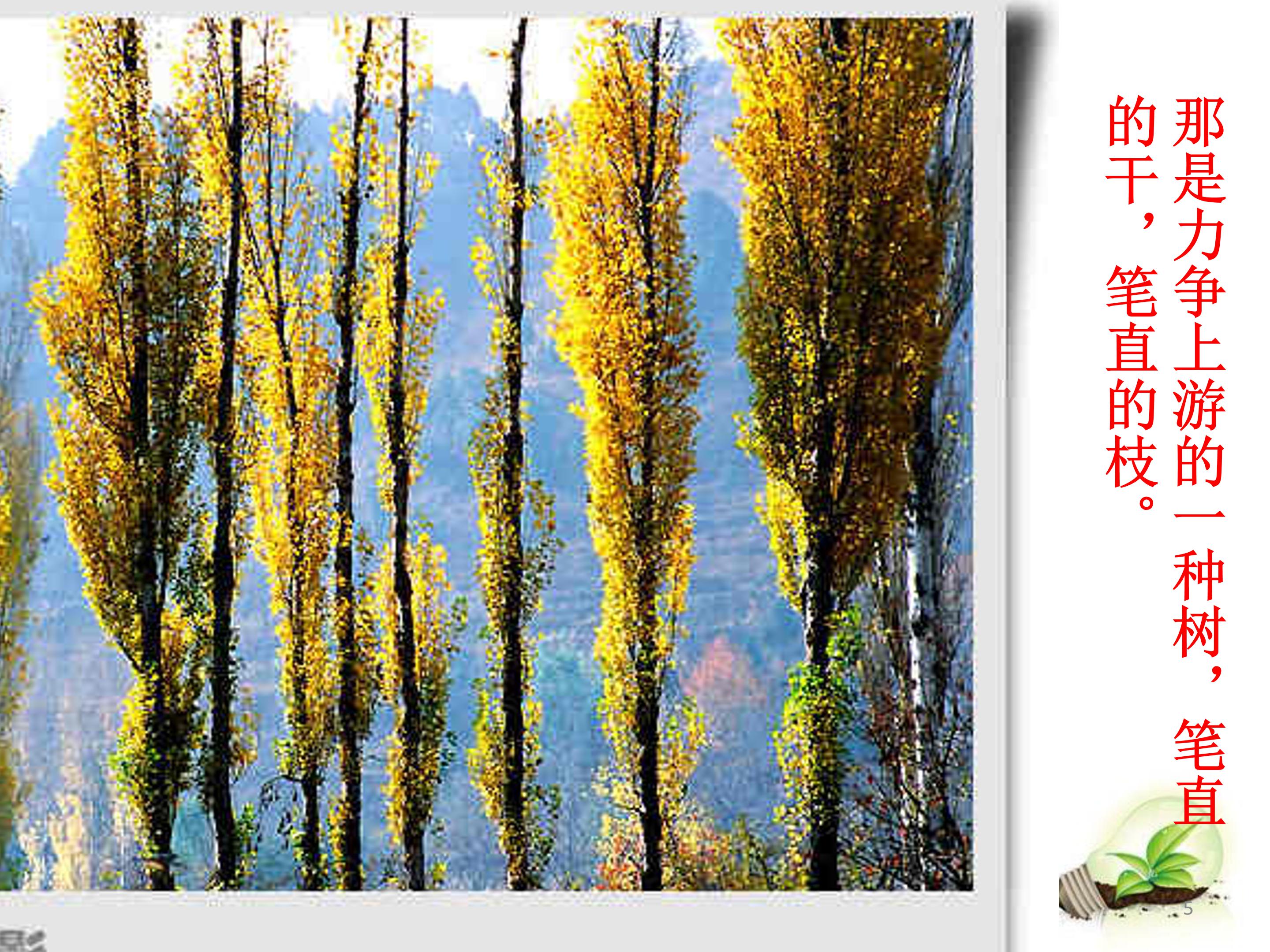 白杨礼赞公开课ppt模板