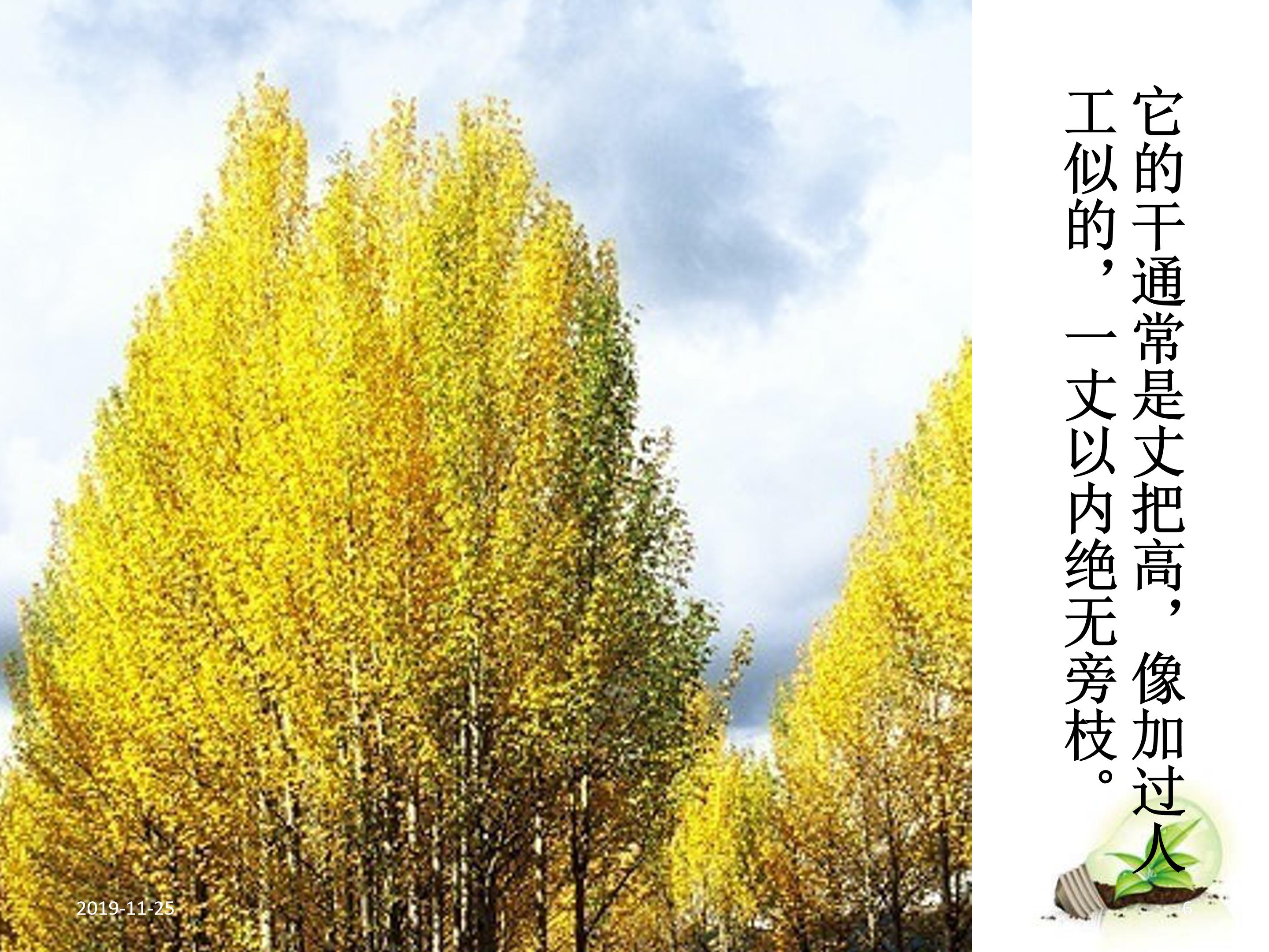 白杨礼赞公开课ppt模板
