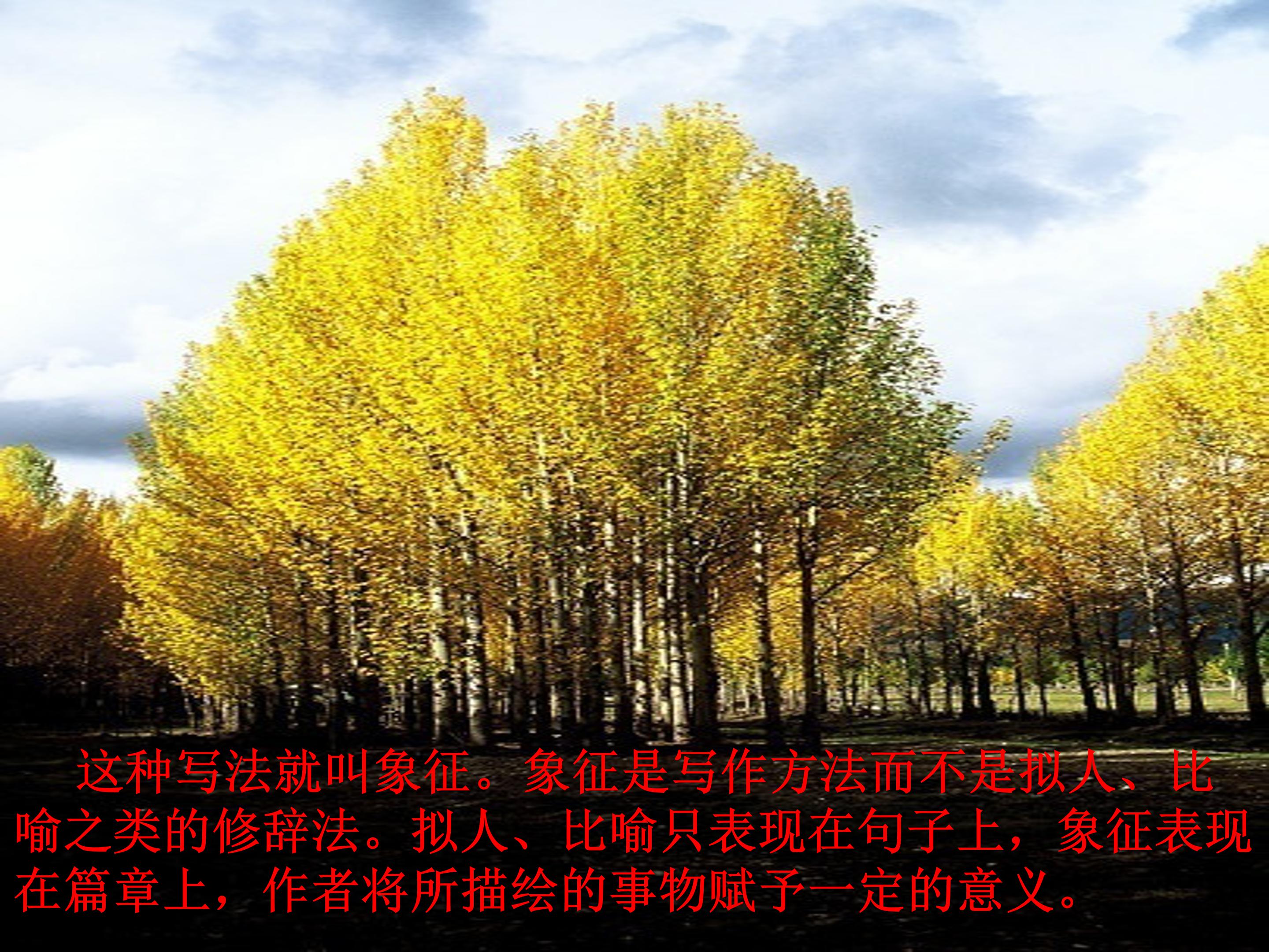 白杨礼赞公开课ppt模板