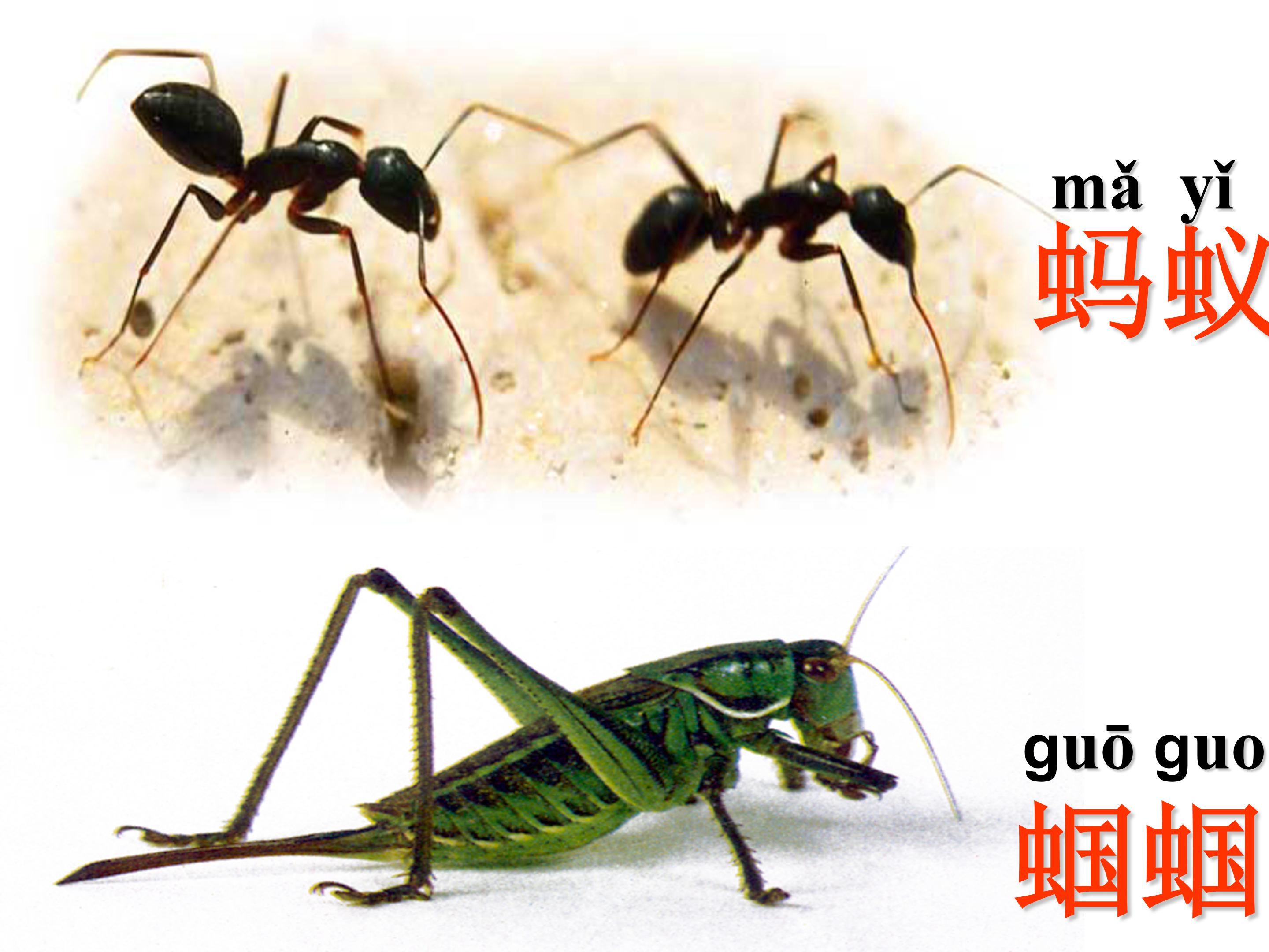 蚂蚁和蝈蝈课件ppt模板 