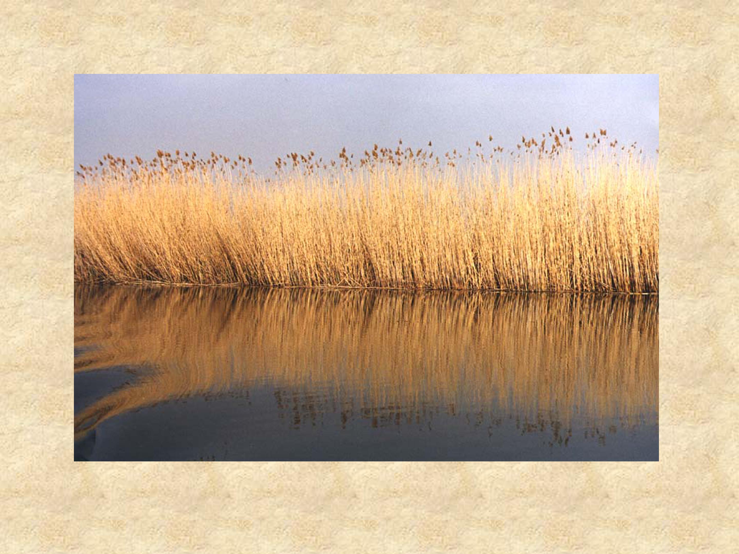 芦花荡ppt课件模板