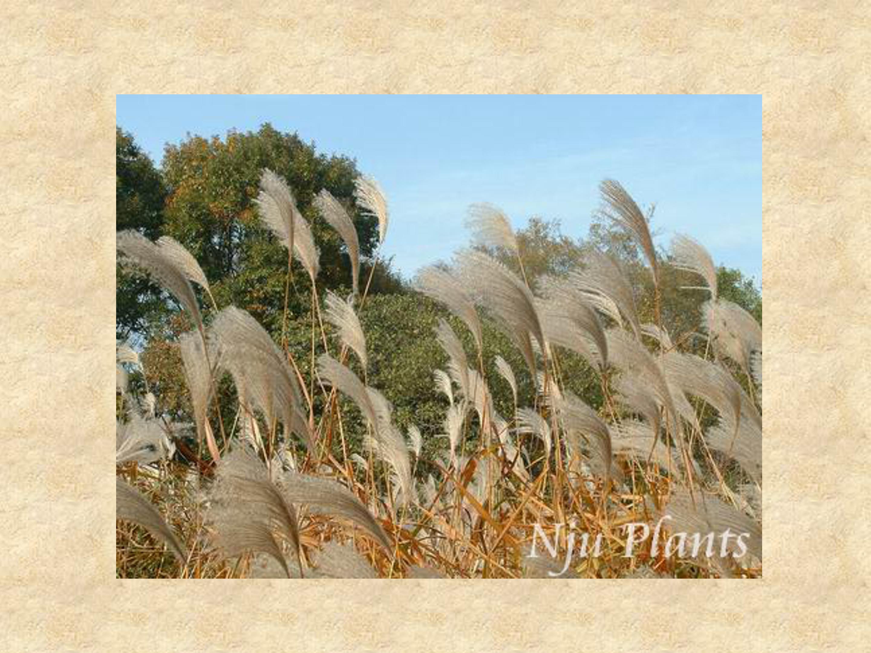 芦花荡ppt课件模板