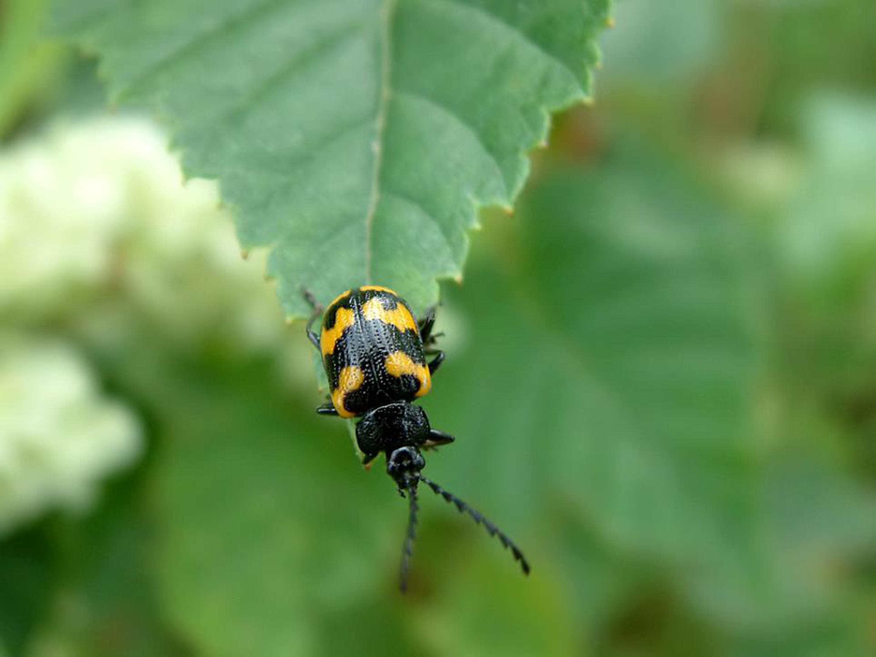 草虫的村落ppt模板