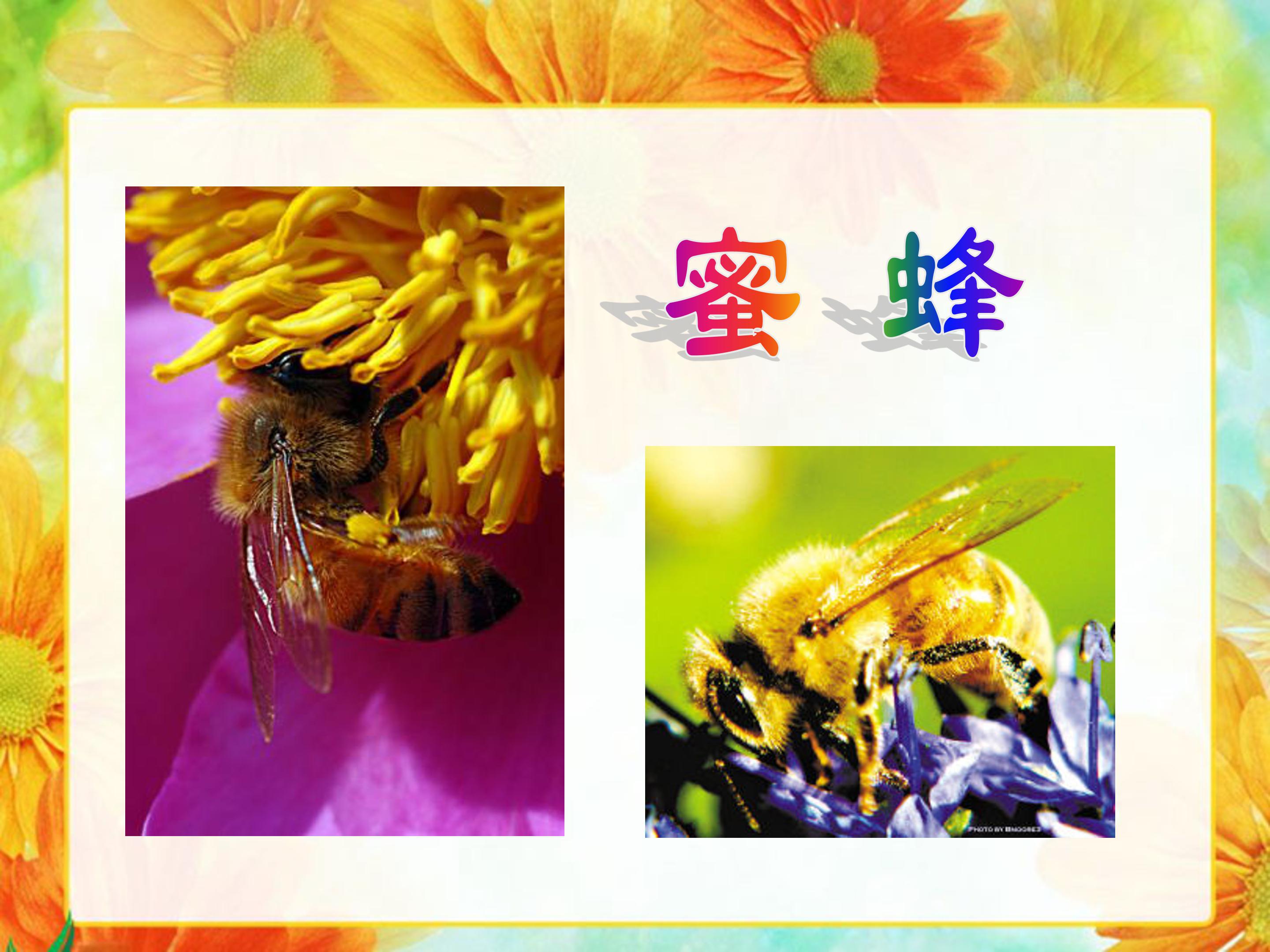 蜜蜂ppt模板