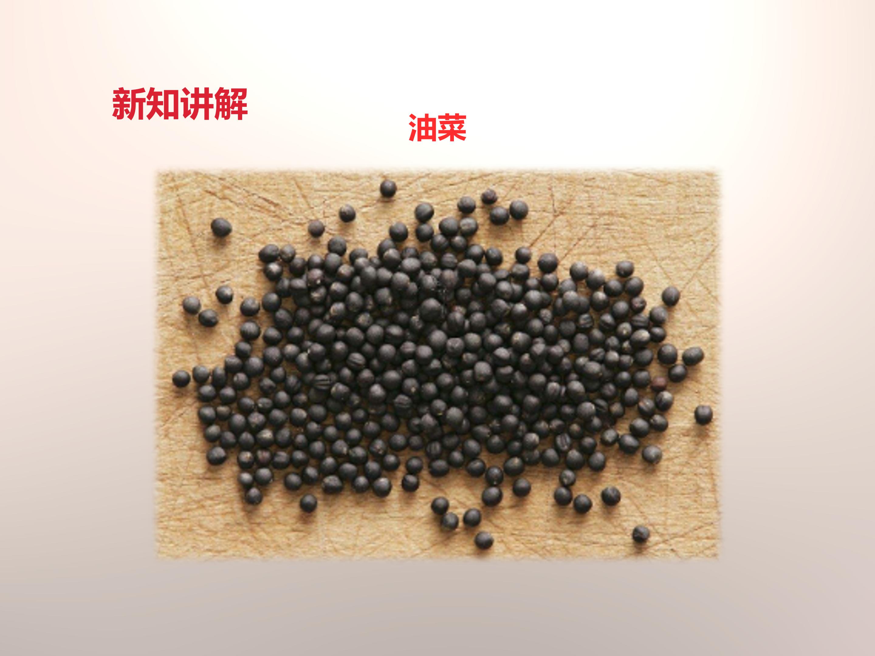 种子的萌发条件ppt模板