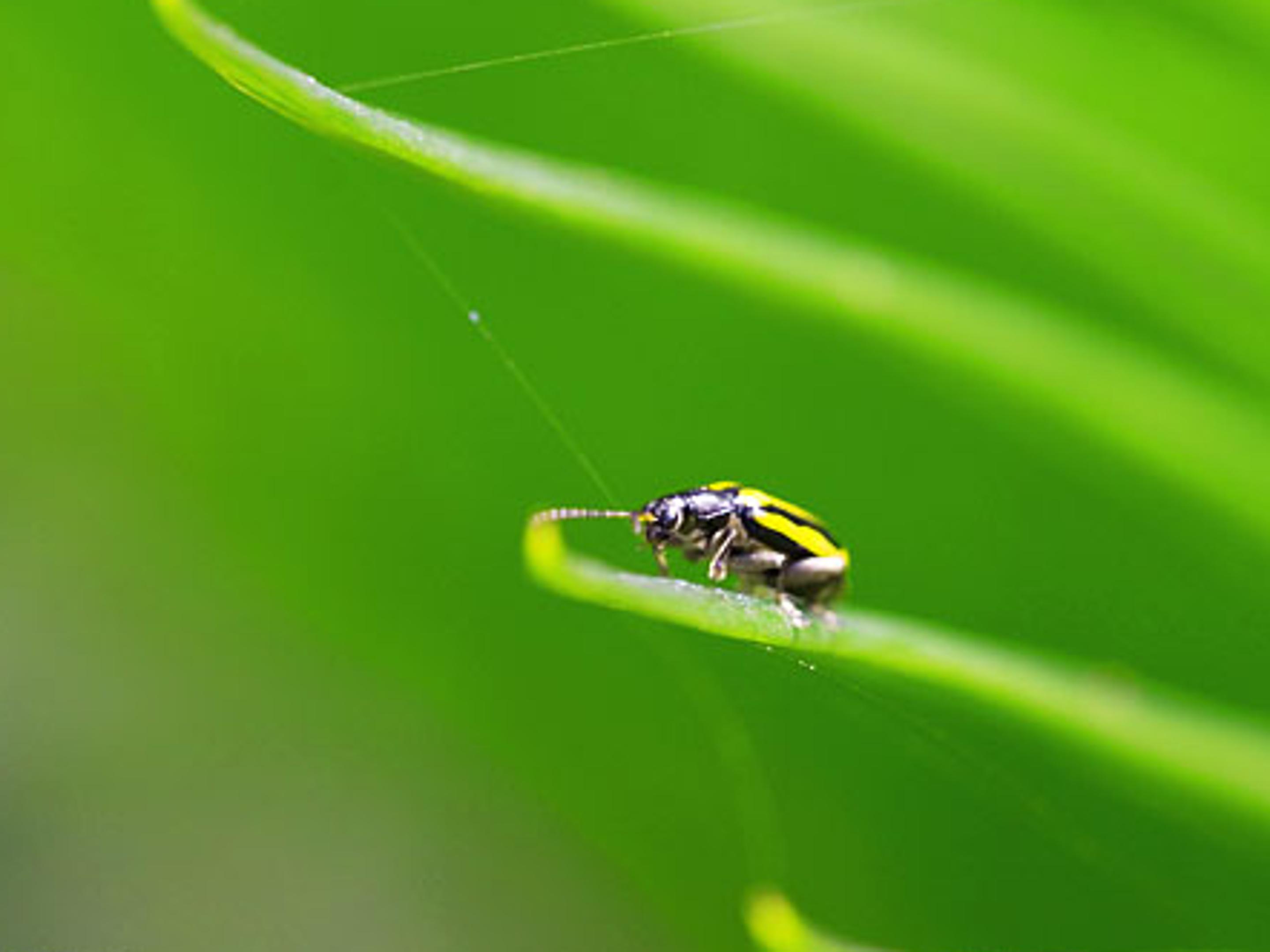 草虫的村落ppt模板