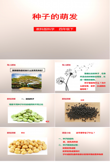 种子的萌发条件ppt模板