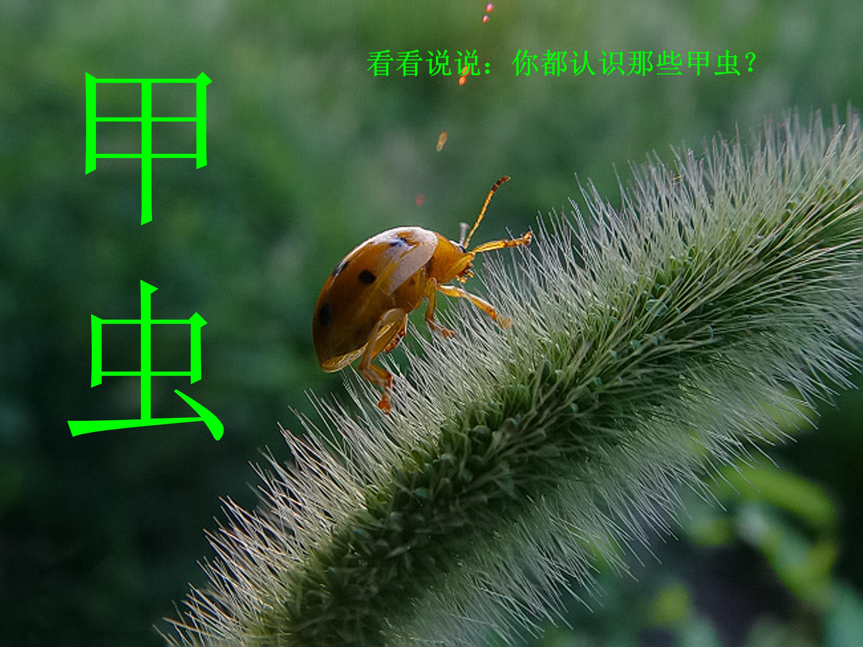 草虫的村落ppt模板
