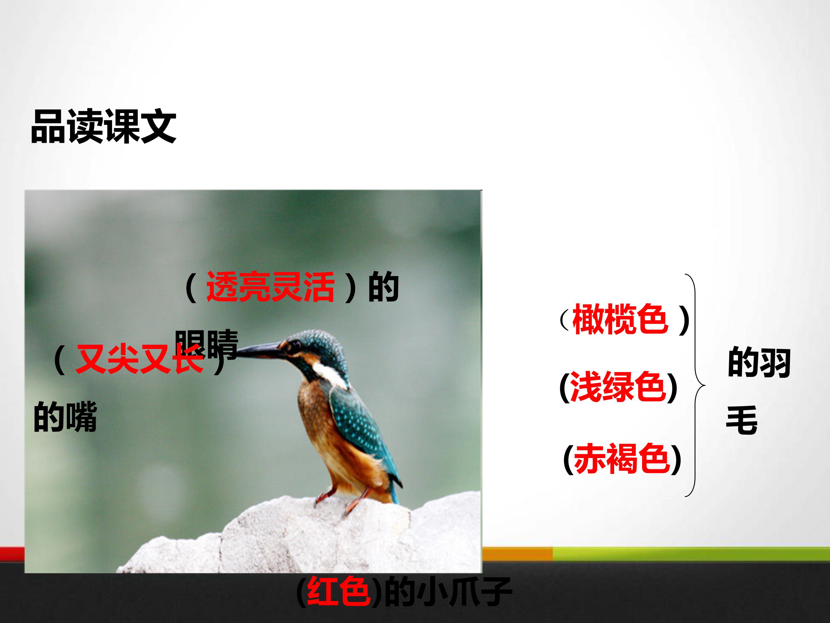 翠鸟生字ppt模板