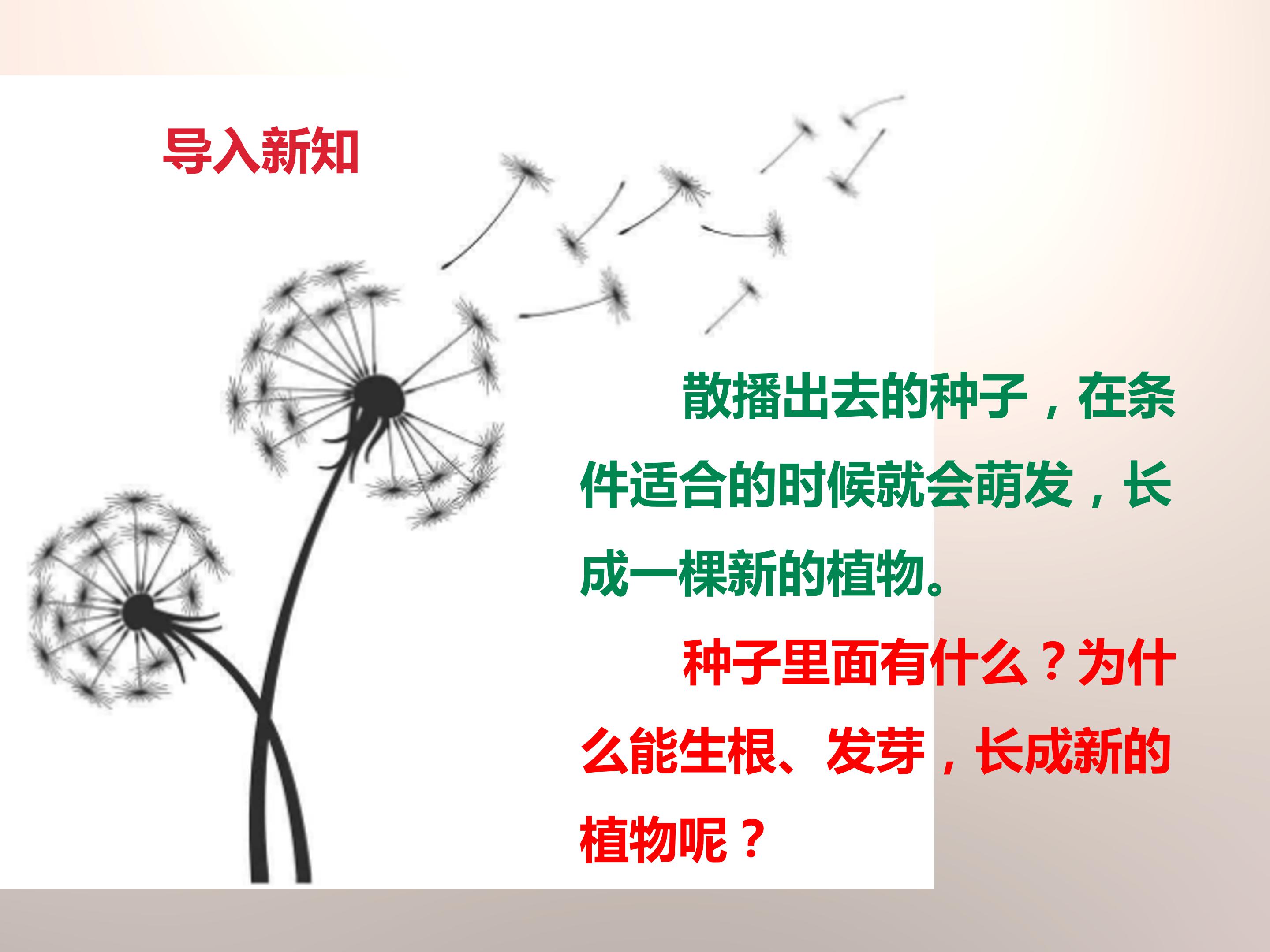 种子的萌发条件ppt模板