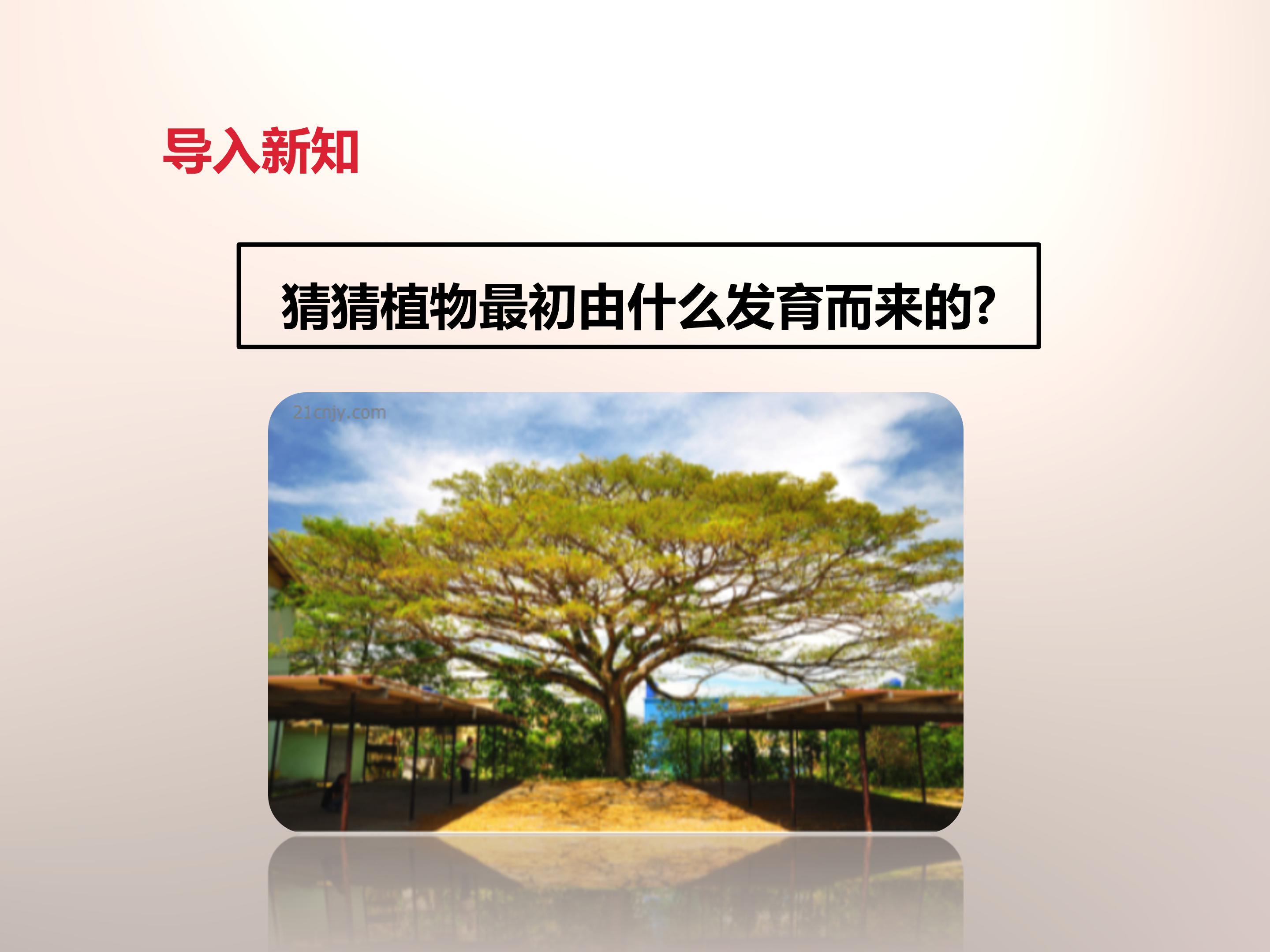 种子的萌发条件ppt模板