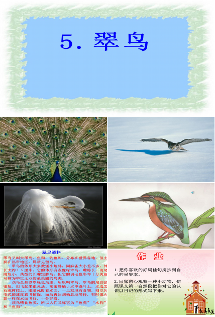 翠鸟生字公开课ppt模板