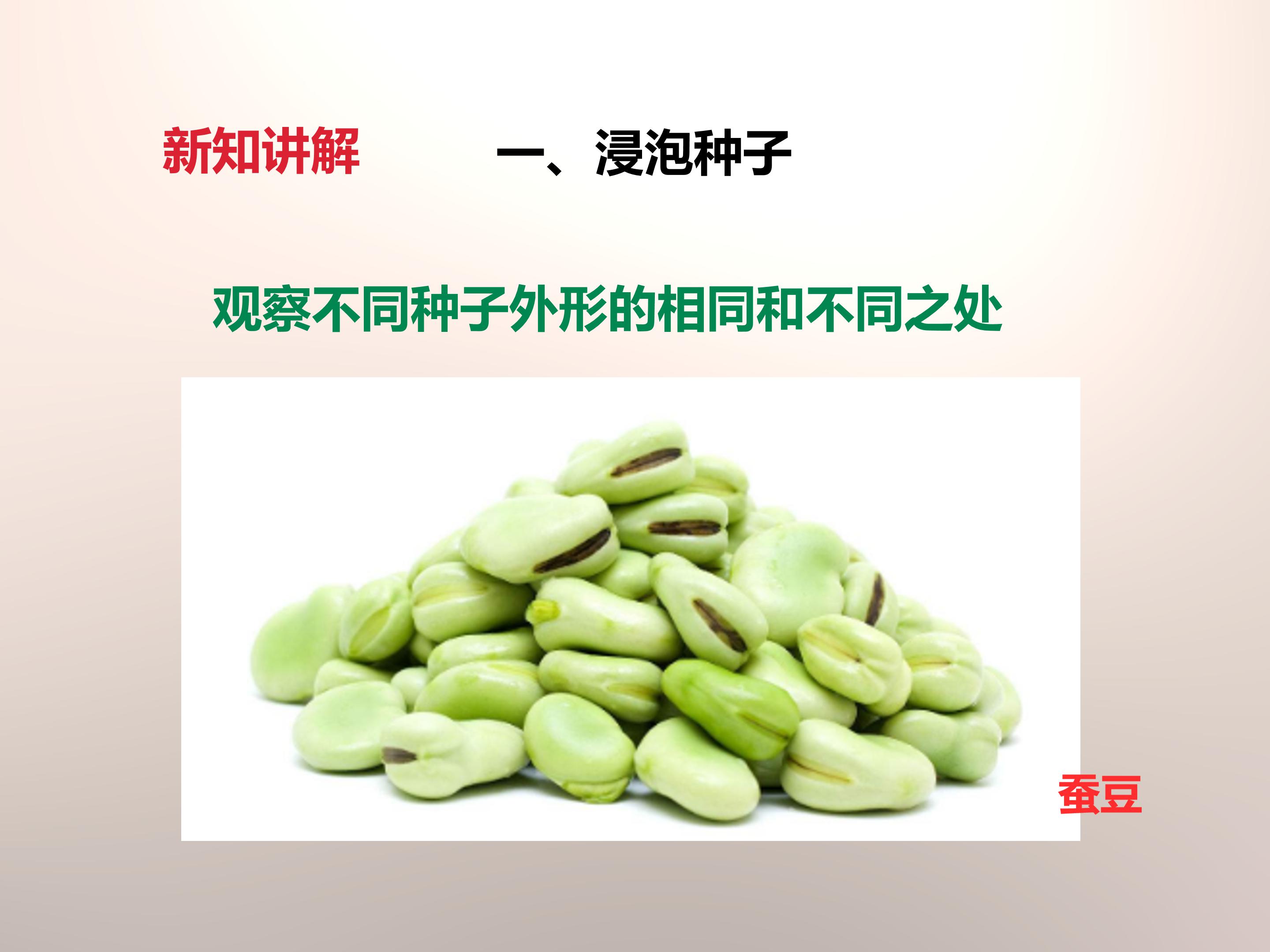 种子的萌发条件ppt模板